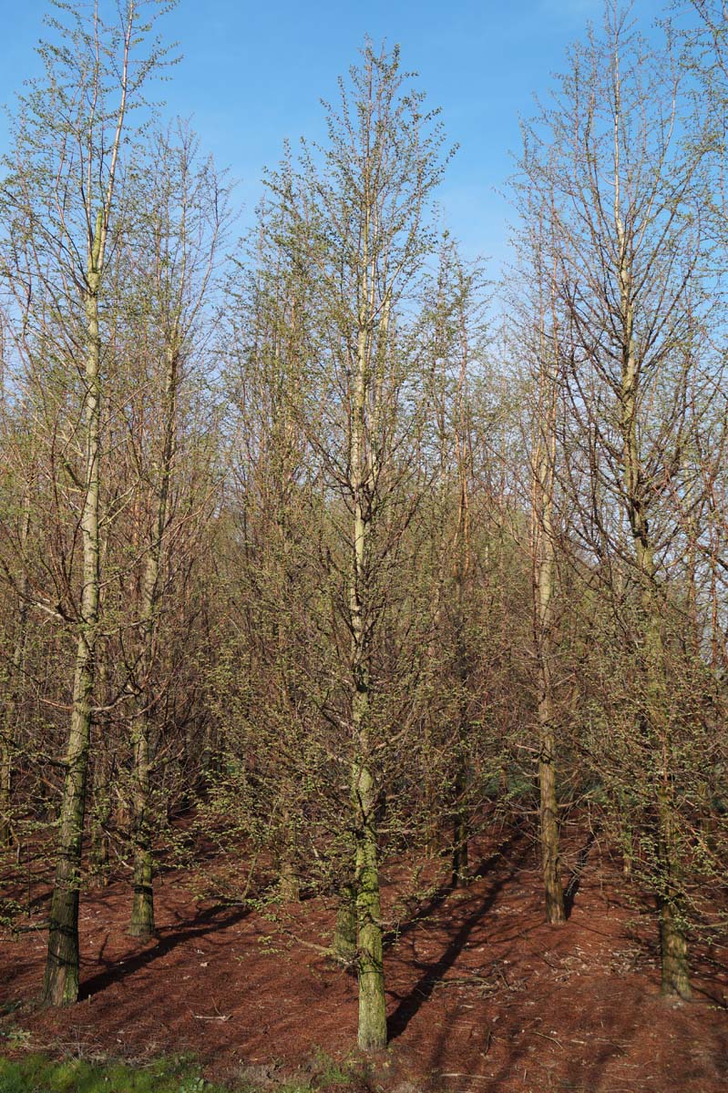 Metasequoia glyptostroboides solitair soitair