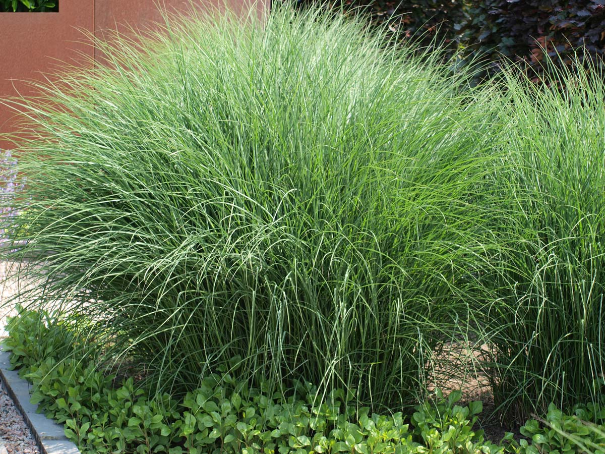 Miscanthus sinensis 'Silberspinne'