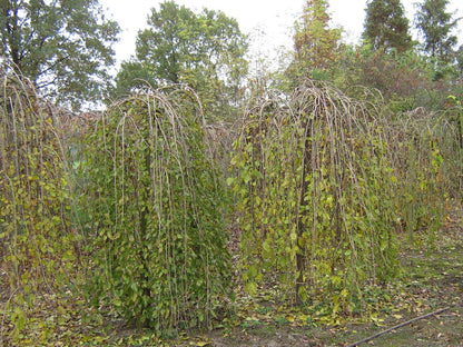 Morus alba 'Pendula' op stam