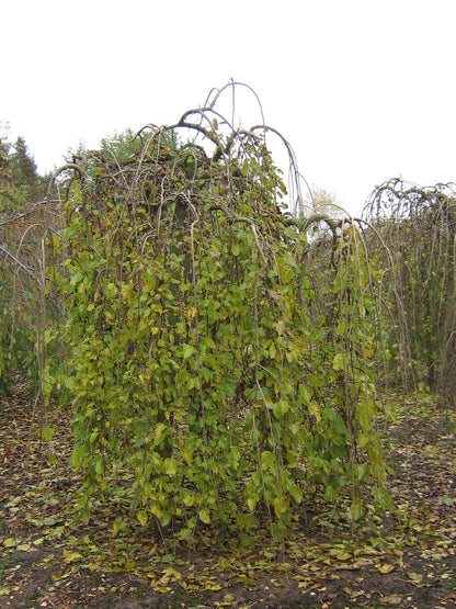 Morus alba 'Pendula' op stam op stam