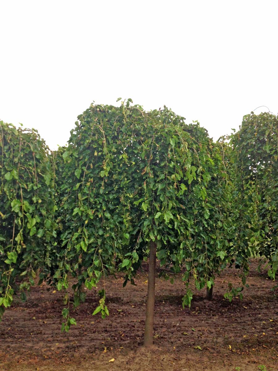 Morus alba 'Pendula' op stam