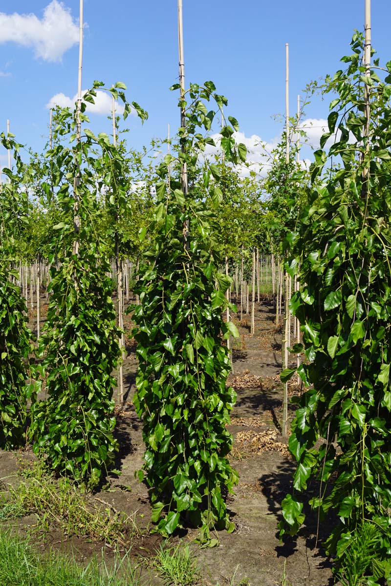 Morus alba 'Pendula' op stam