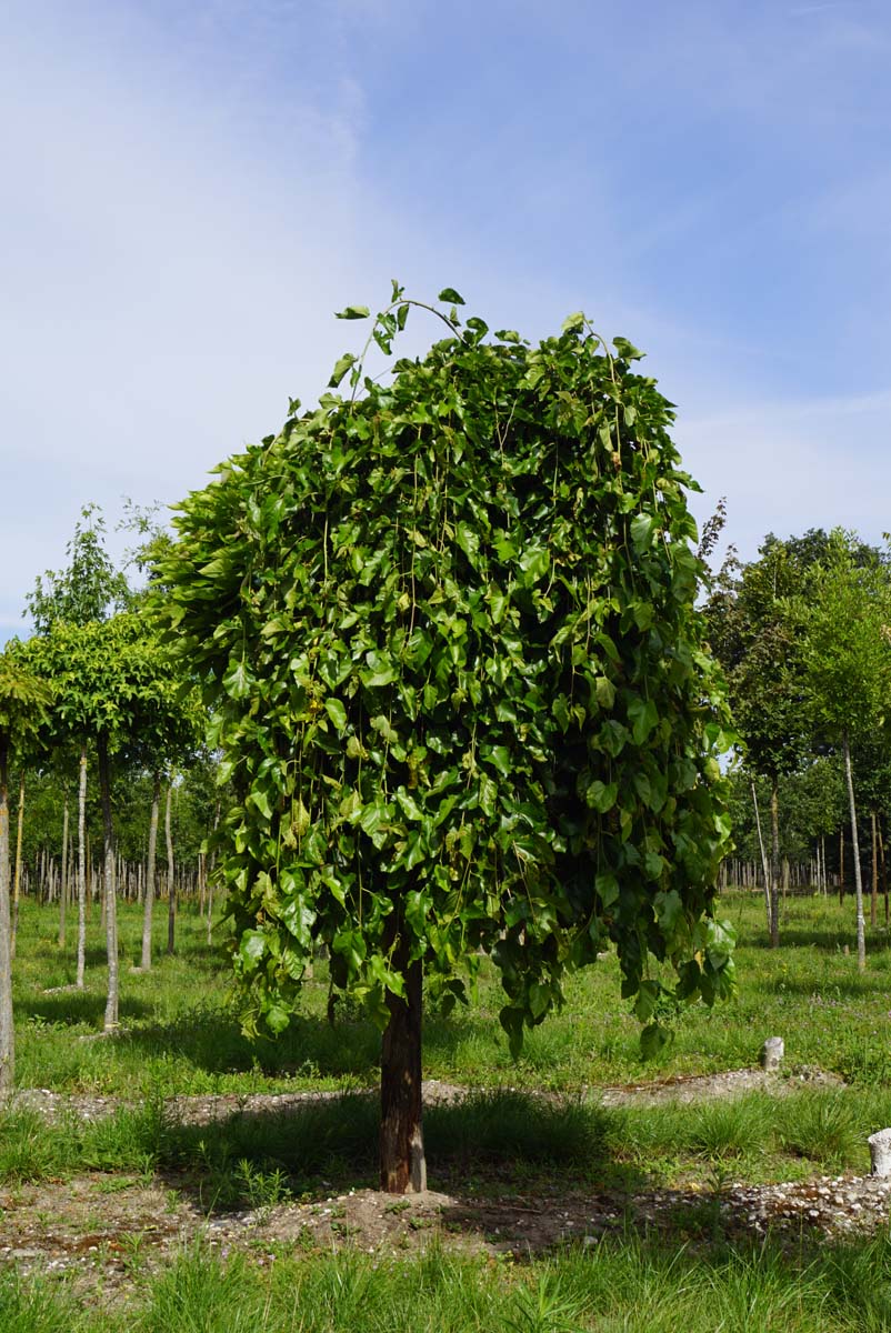 Morus alba 'Pendula' op stam