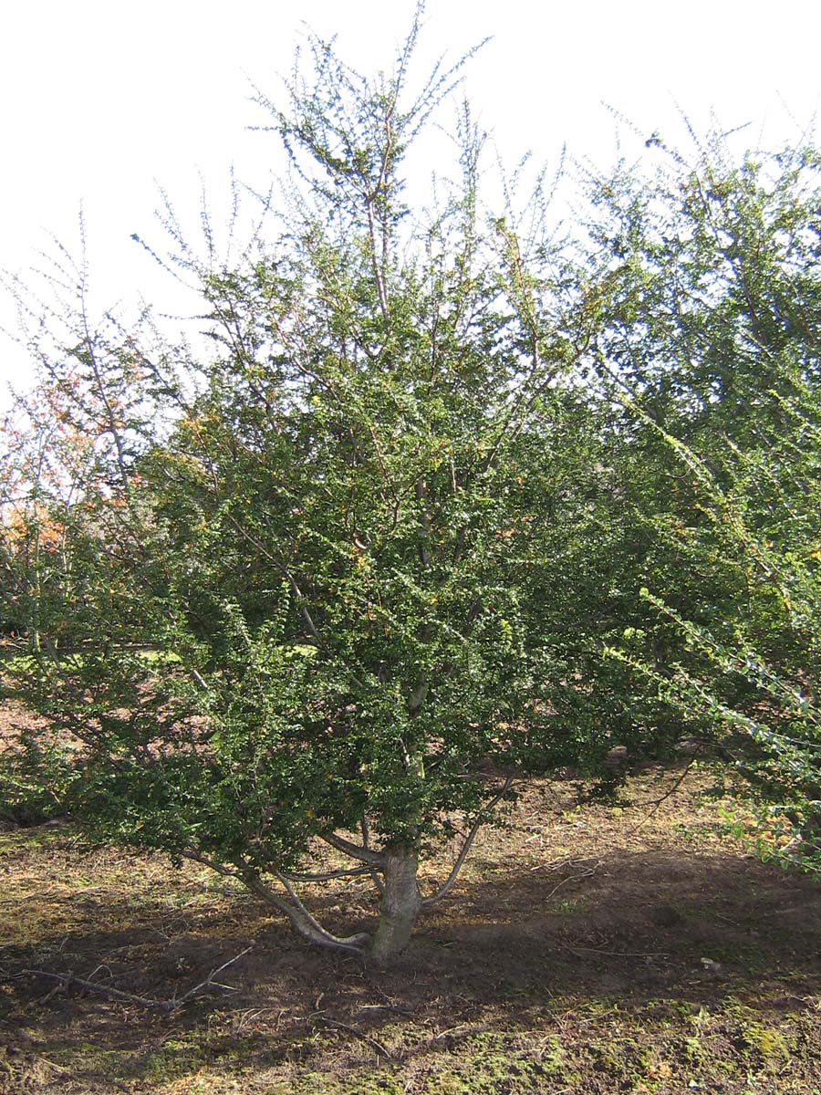 Nothofagus antarctica meerstammig / struik meerstammig