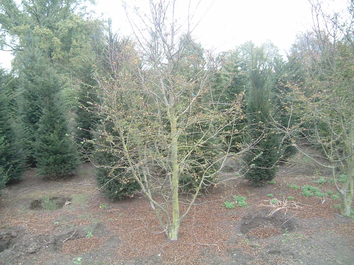 Nothofagus antarctica meerstammig / struik meerstammig