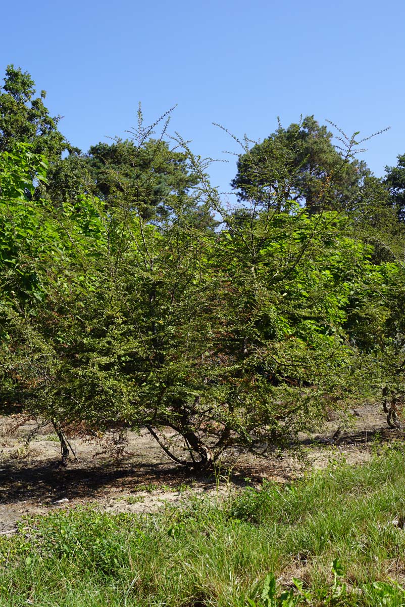 Nothofagus antarctica meerstammig / struik meerstammig