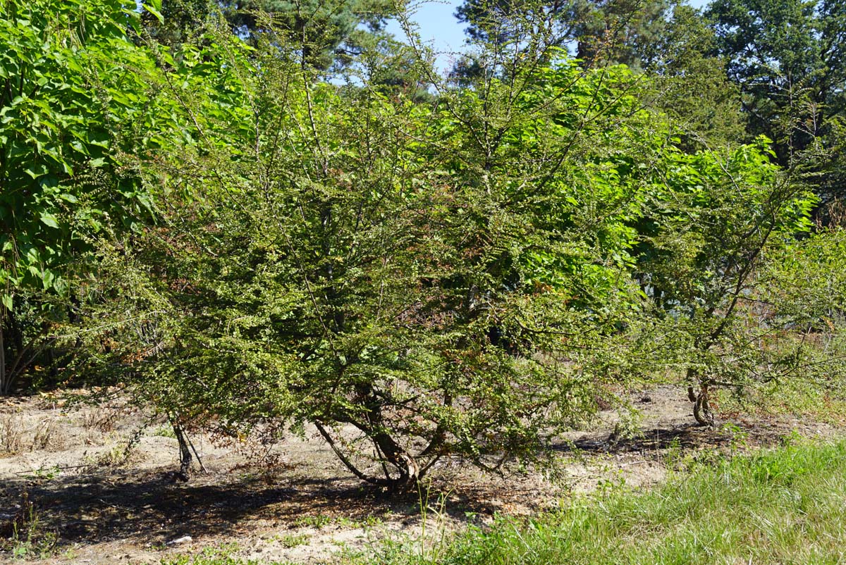 Nothofagus antarctica meerstammig / struik meerstammig