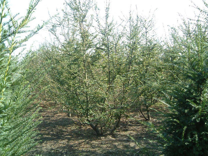 Nothofagus antarctica meerstammig / struik meerstammig