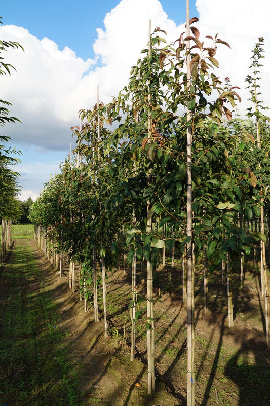 Nyssa sinensis op stam