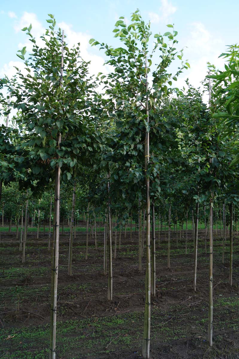 Ostrya carpinifolia op stam op stam