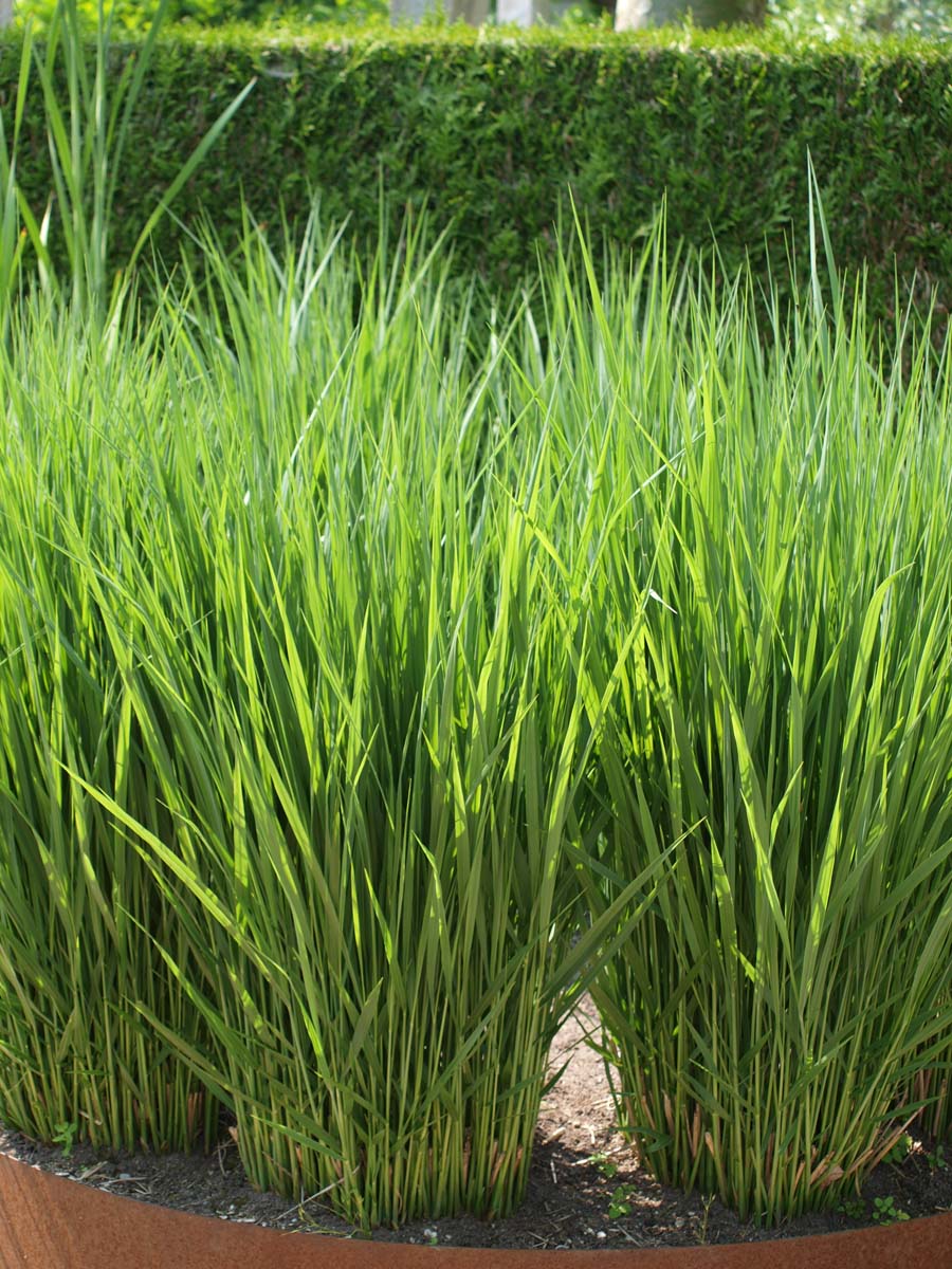 Panicum virgatum 'Heavy Metal'