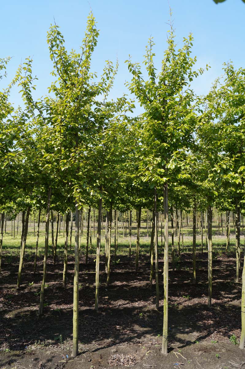 Parrotia persica op stam op stam