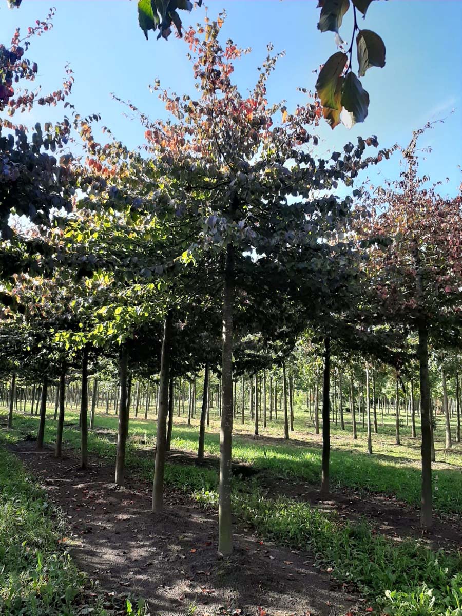 Parrotia persica op stam op stam