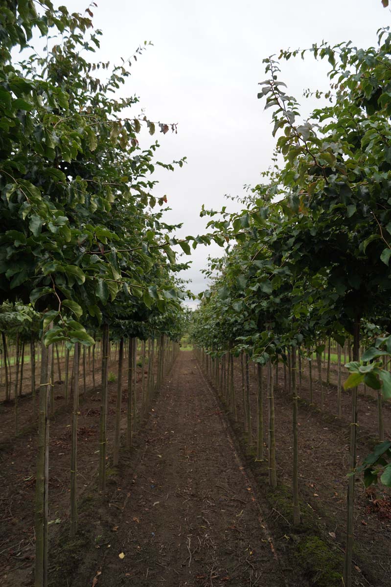 Parrotia persica op stam op stam