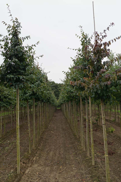 Parrotia persica op stam op stam