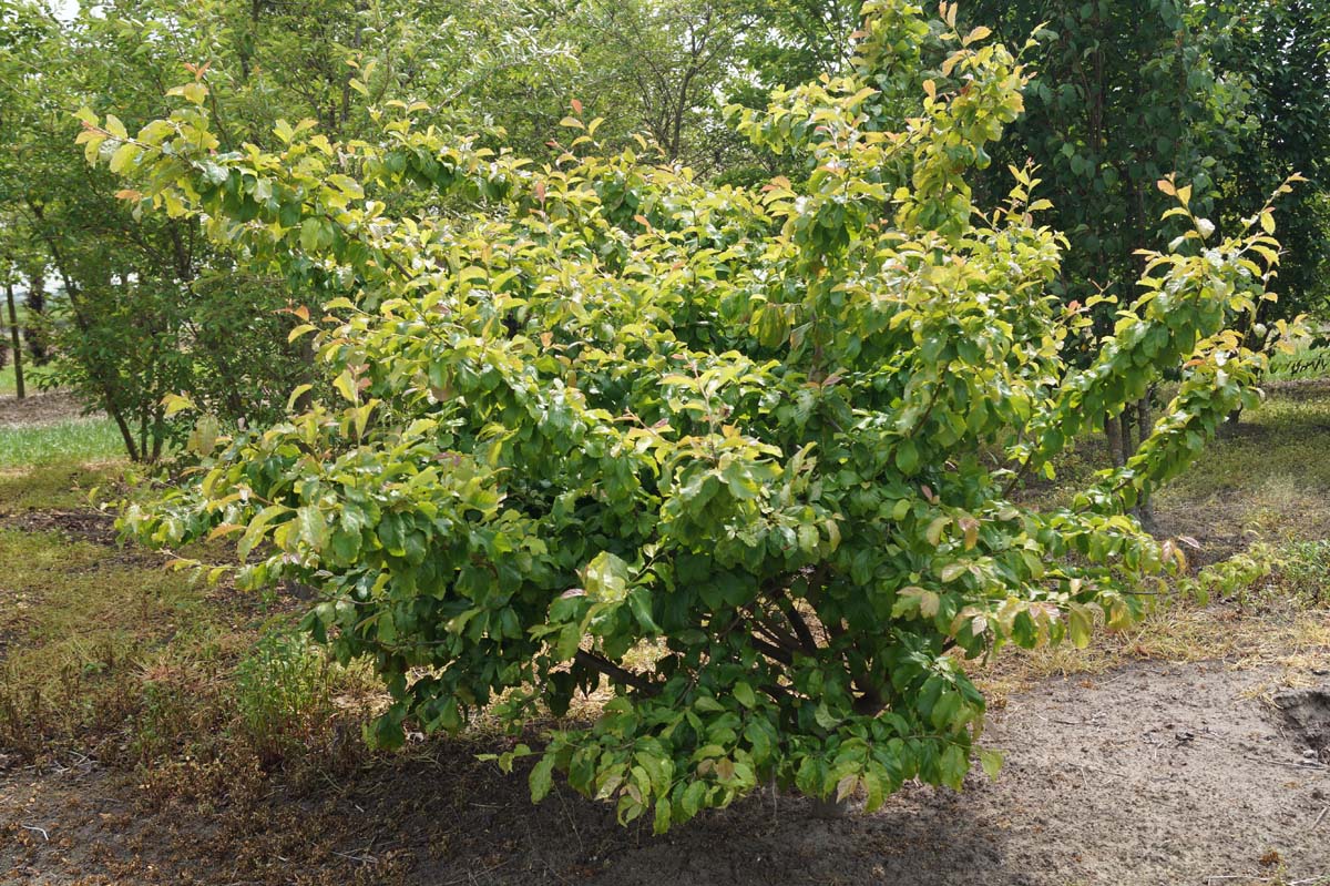 Parrotia persica meerstammig / struik meerstammig