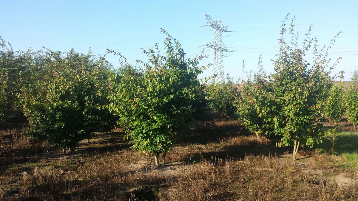 Parrotia persica meerstammig / struik meerstammig