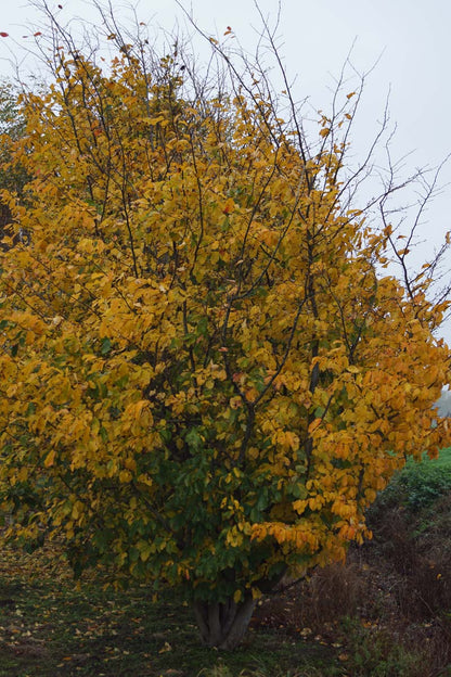 Parrotia persica meerstammig / struik