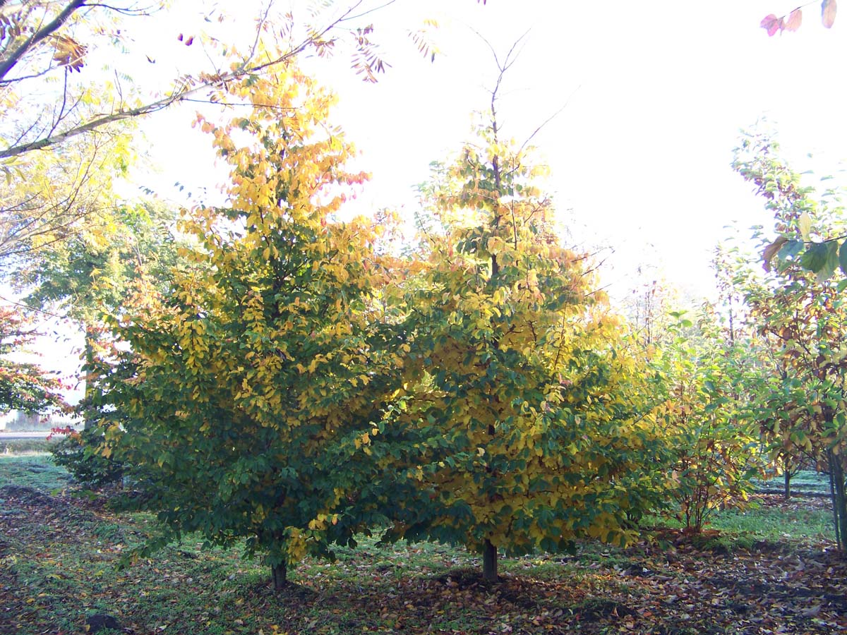 Parrotia persica solitair solitair