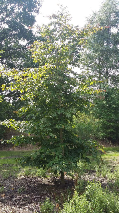 Parrotia persica solitair solitair