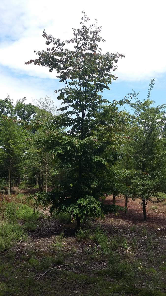 Parrotia persica solitair solitair