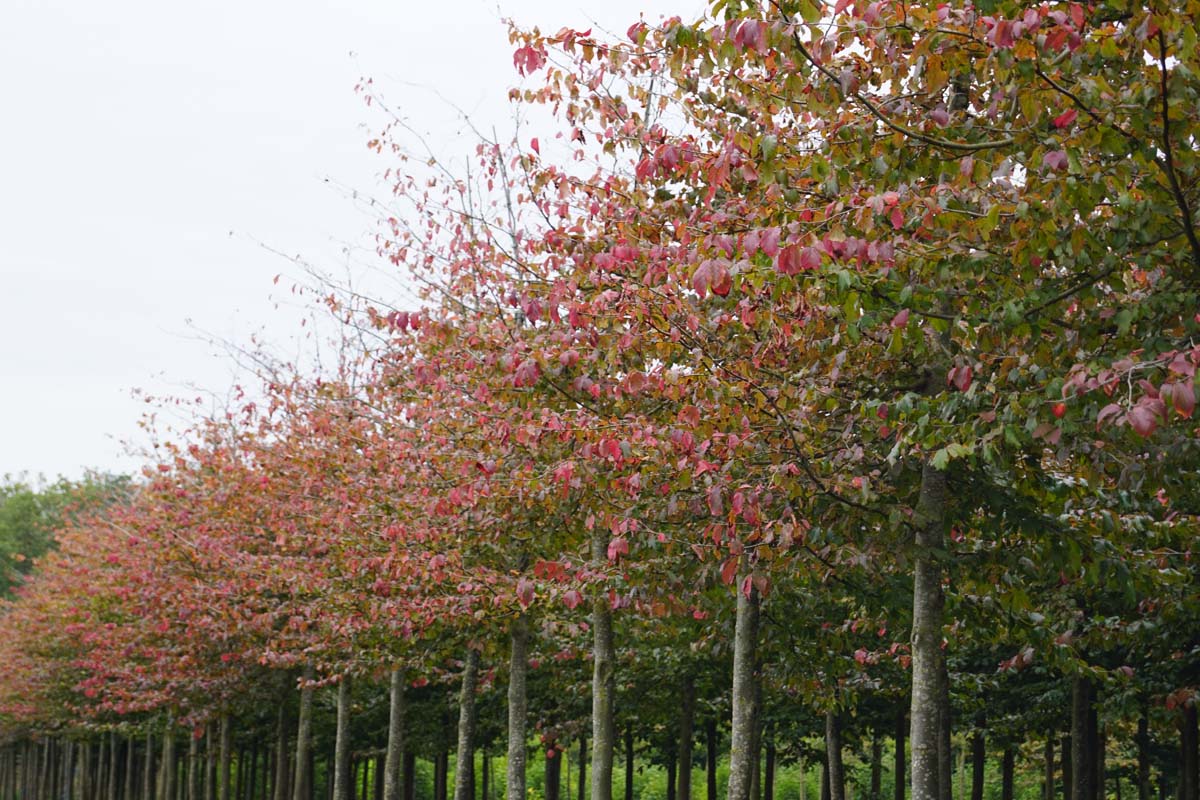 Parrotia persica op stam op stam