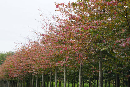 Parrotia persica op stam op stam