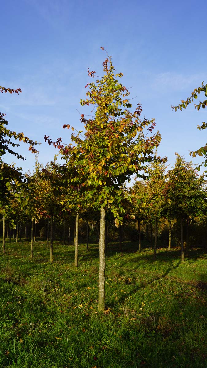 Parrotia persica op stam op stam