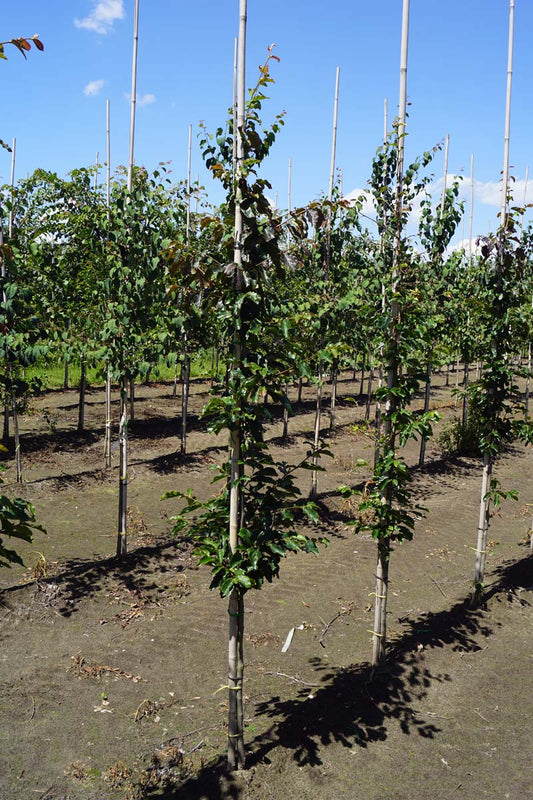 Parrotia persica 'Jodrell Bank' op stam op stam