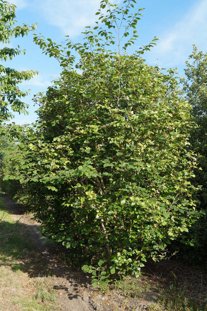 Parrotiopsis jacquemontiana meerstammig / struik struik