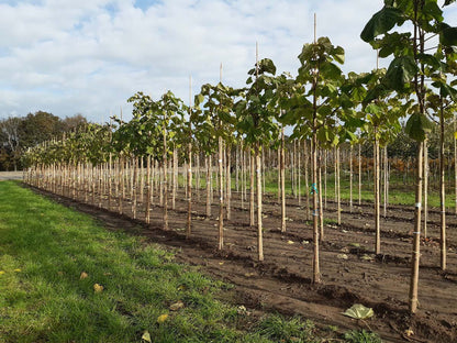 Paulownia tomentosa op stam op stam