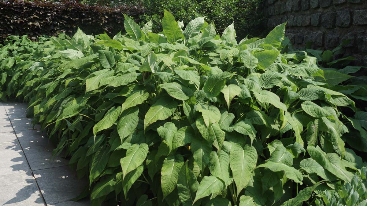 Persicaria amplexicaulis