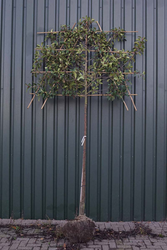 Photinia fraseri 'Red Robin' leiboom leiboom