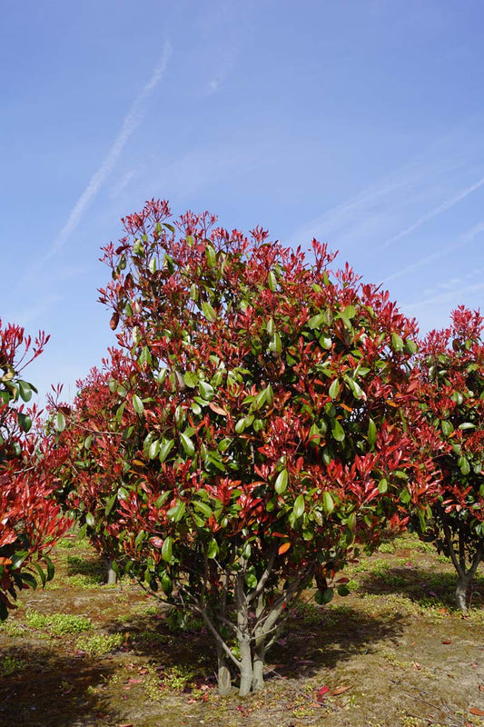 Photinia fraseri 'Red Robin' meerstammig / struik meerstammig