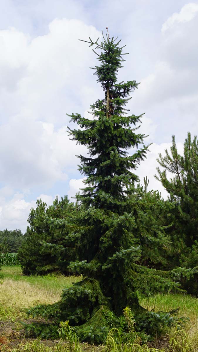 Picea omorika solitair solitair