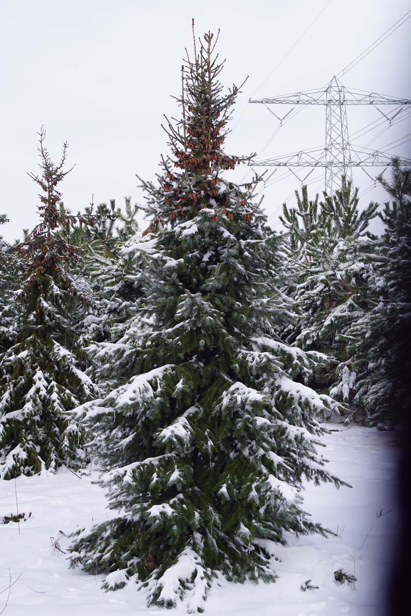 Picea omorika solitair solitair