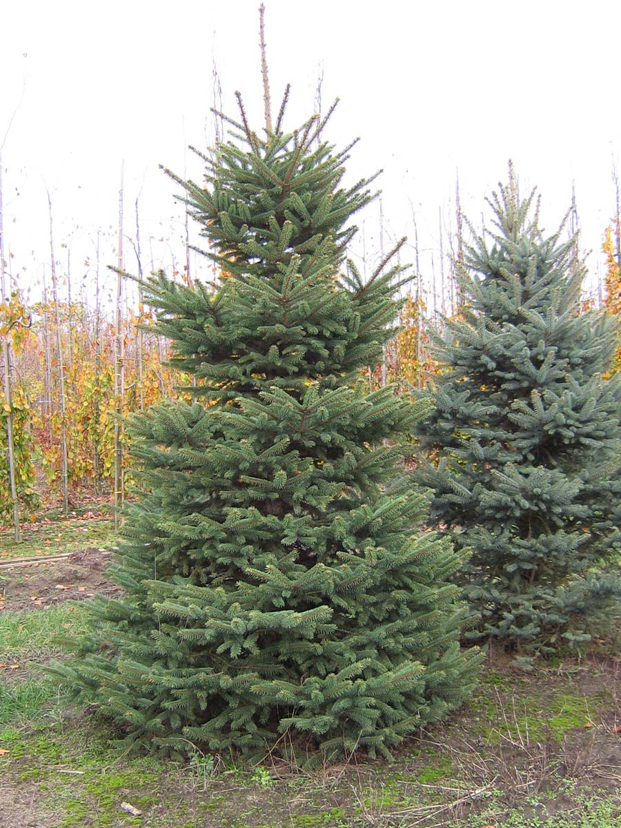 Picea pungens glauca solitair solitair