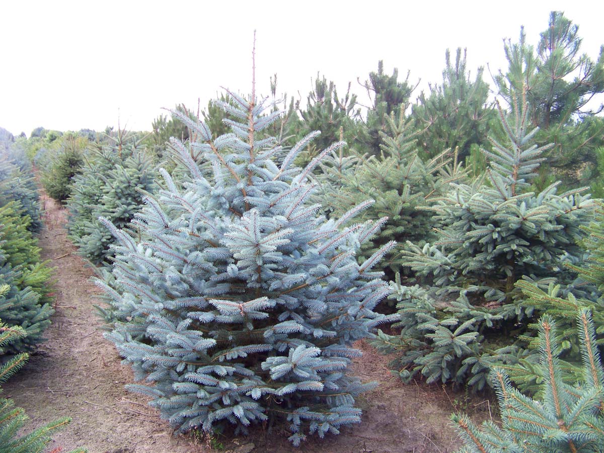 Picea pungens glauca solitair solitair