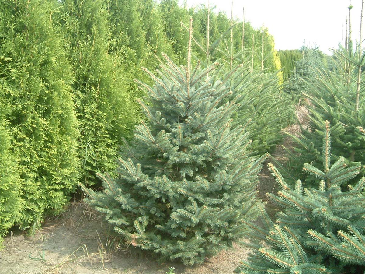 Picea pungens glauca solitair solitair