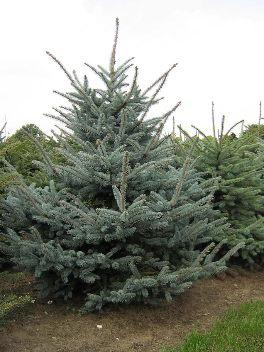 Picea pungens glauca solitair solitair