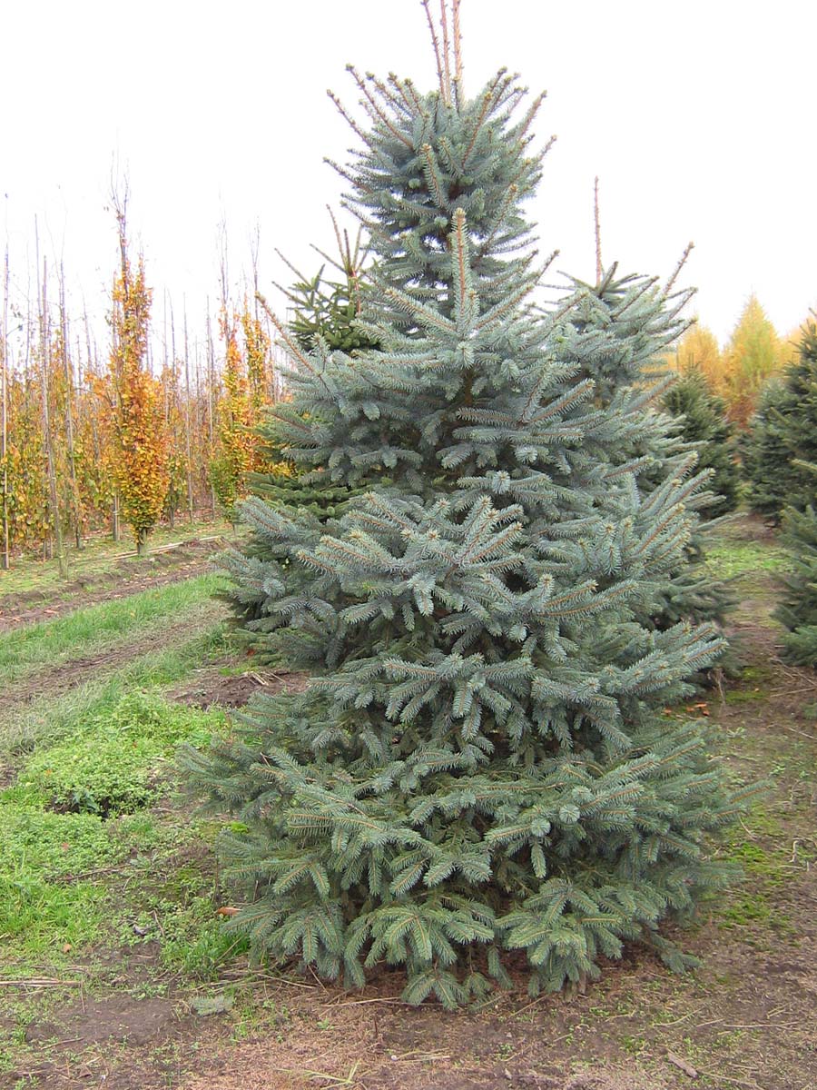 Picea pungens glauca solitair solitair