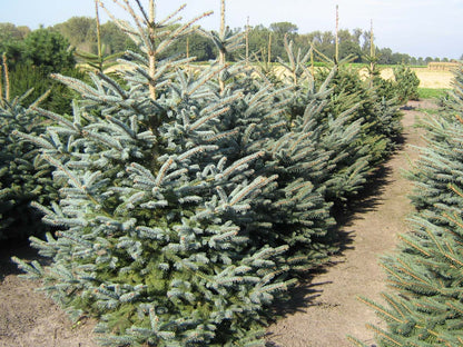 Picea pungens glauca solitair solitair