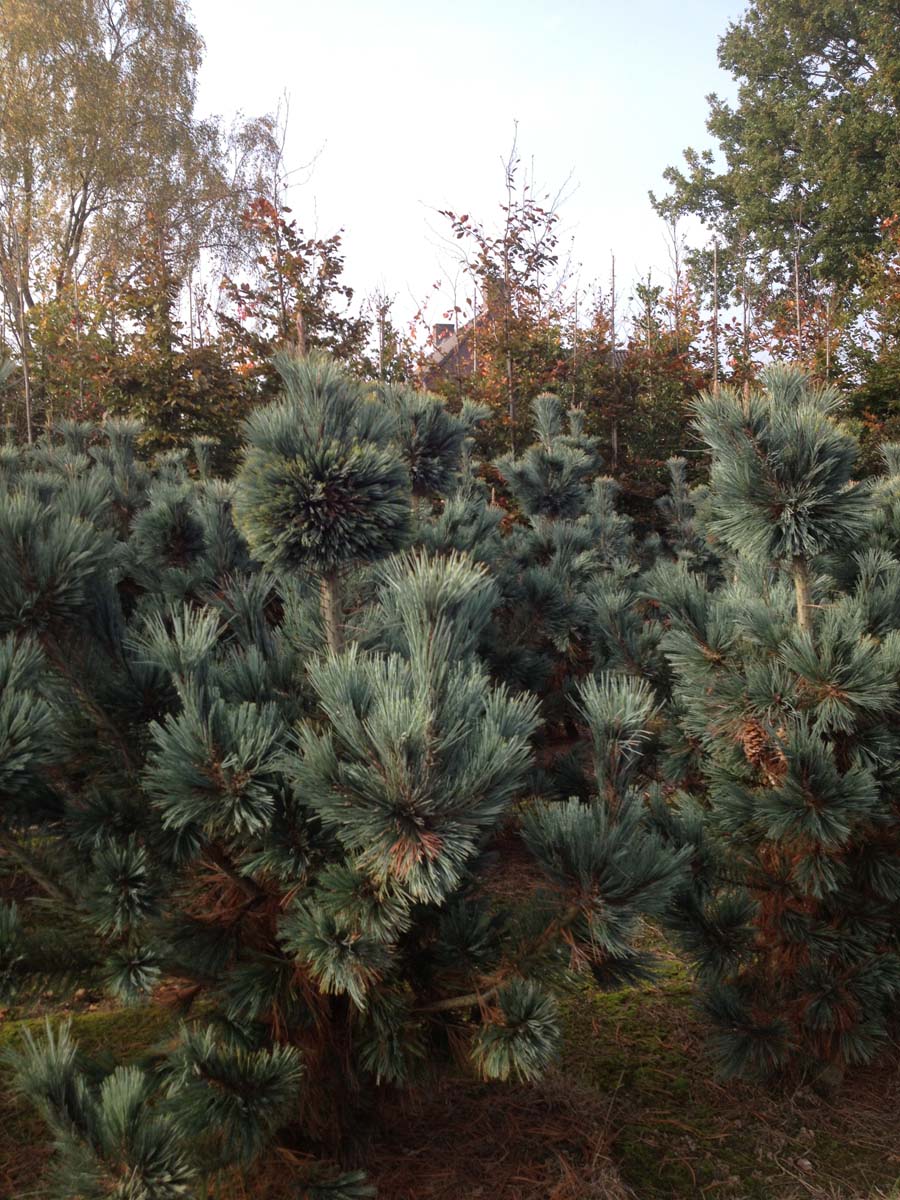 Pinus flexilis 'Firmament' solitair