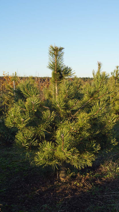 Pinus mugo uncinata solitair