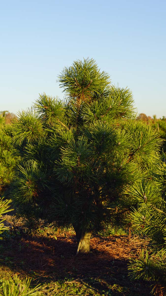 Pinus mugo uncinata solitair