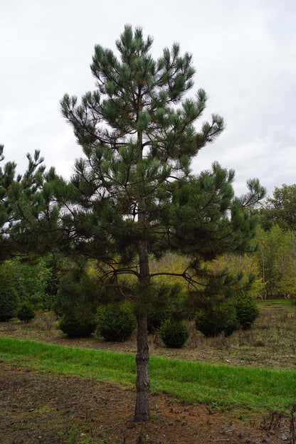 Pinus nigra nigra op stam op stam