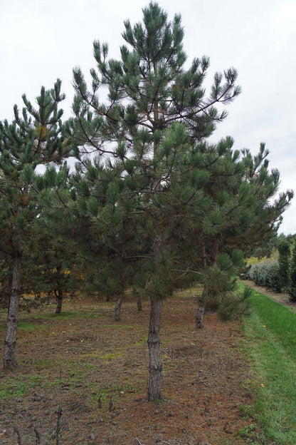 Pinus nigra nigra op stam op stam