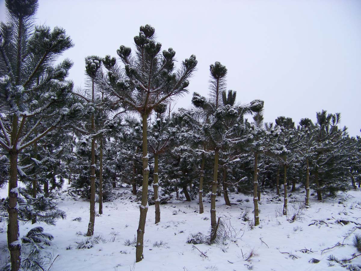 Pinus nigra nigra op stam op stam