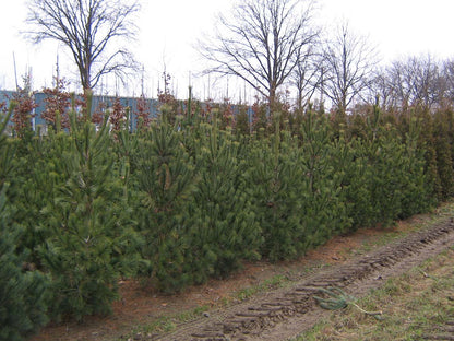 Pinus peuce solitair