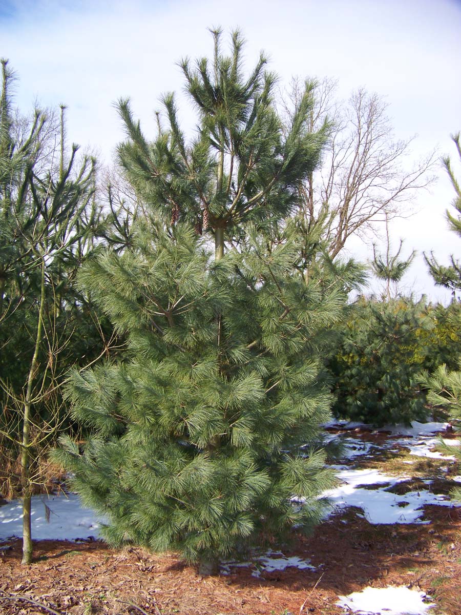 Pinus strobus solitair solitair